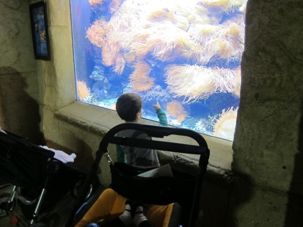 Aquarium (2)